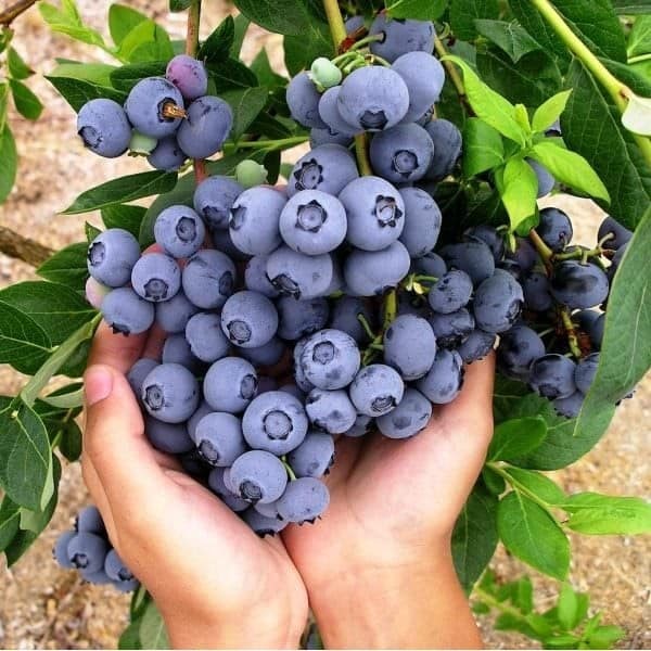 Dalat Tươi Fruit