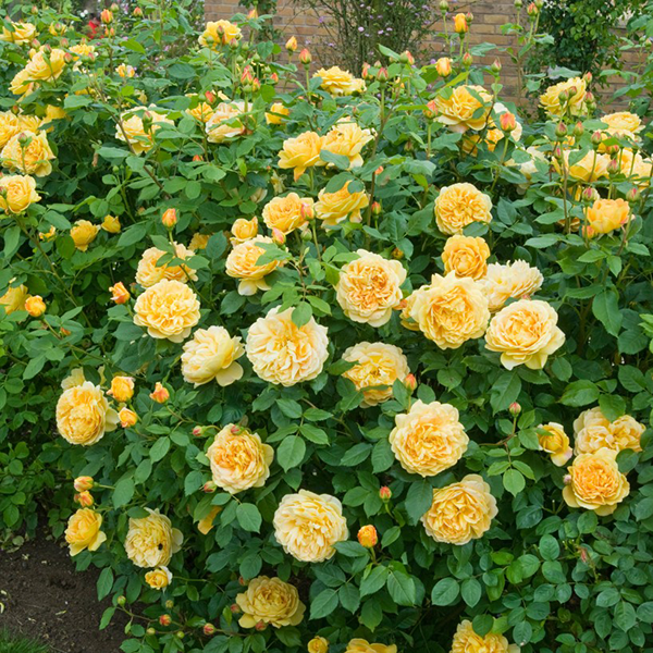 1. Hoa hồng leo Golden Celebration