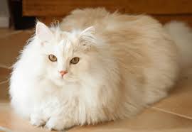  Mèo Nga lông dài