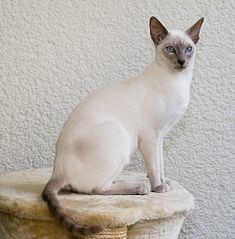 Mèo Xiêm (Siamese)