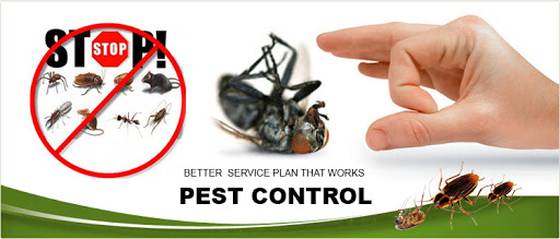 Dịch vụ diệt côn trùng Việt Nam Pest Control