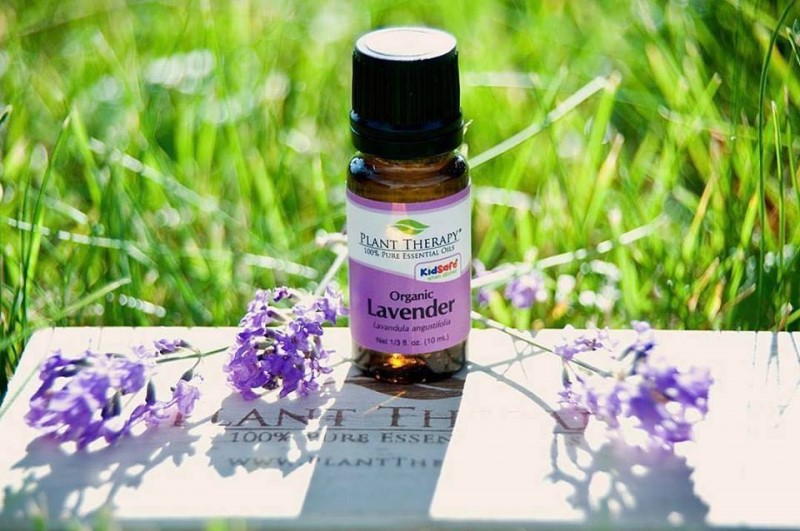 Tinh dầu lavender hữu cơ Plant Therapy