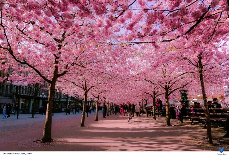  Lễ hội ngắm hoa anh đào, Nhật Bản