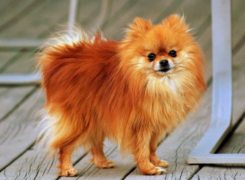  Chó Pomeranian
