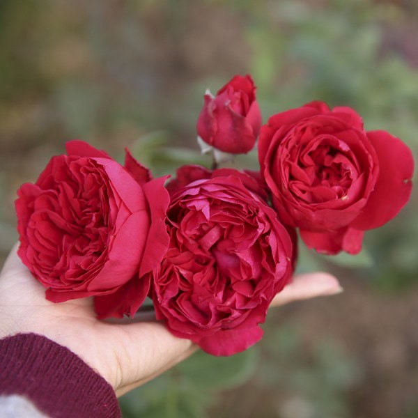 hoa hồng
