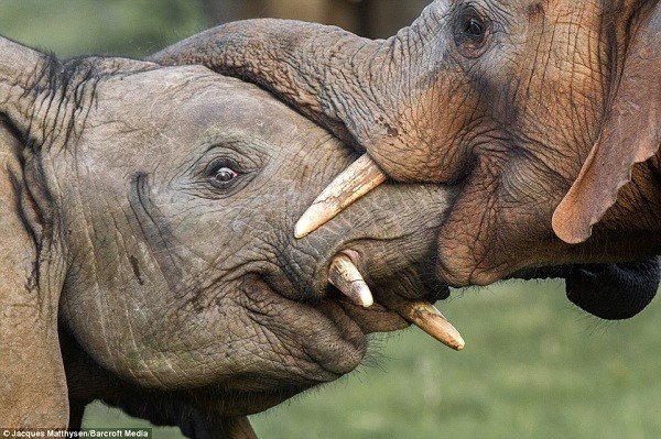 Tình bạn của những chú voi